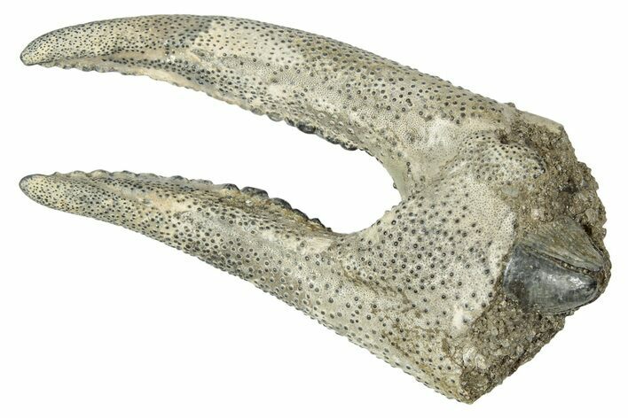 Fossil Decorator Crab (Stenocionops) Claw - North Carolina #338429